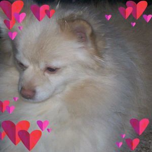 Meet your Posher, April